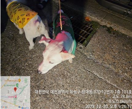 종료(반환) 믹스견…